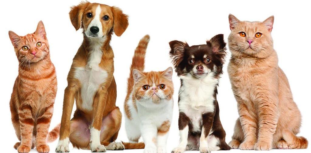 Доска объявлений о животных | ЗооТом - продажа, вязка и услуги для животных в Питкяранте