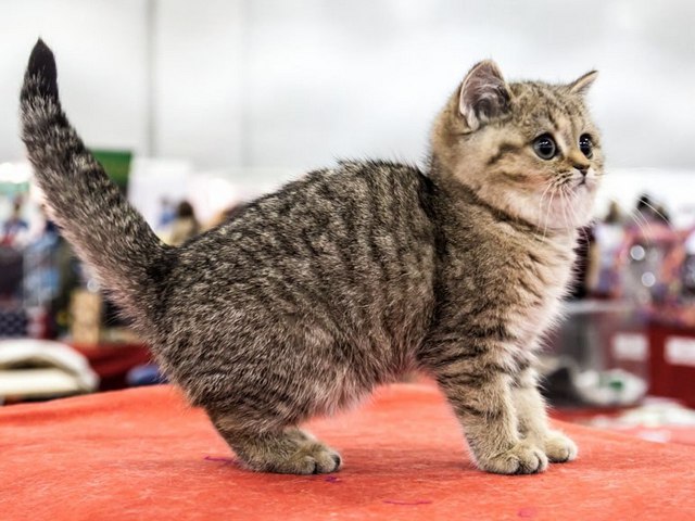 Породы кошек в Питкяранте | ЗооТом портал о животных