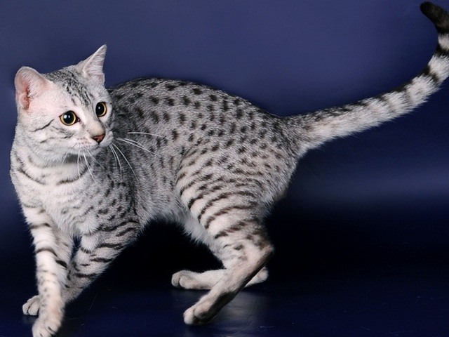 Породы кошек в Питкяранте | ЗооТом портал о животных