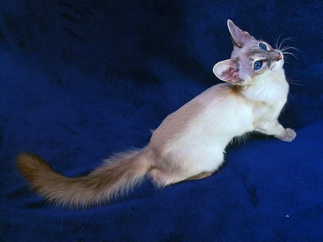 Выведенные породы кошек в Питкяранте | ЗооТом портал о животных