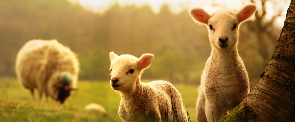 Объявления о сельскохозяйственных животных | ЗооТом - продажа, вязка и услуги для животных в Питкяранте