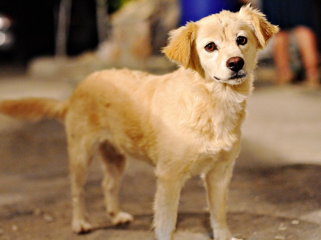 Породы собак в Питкяранте | ЗооТом портал о животных