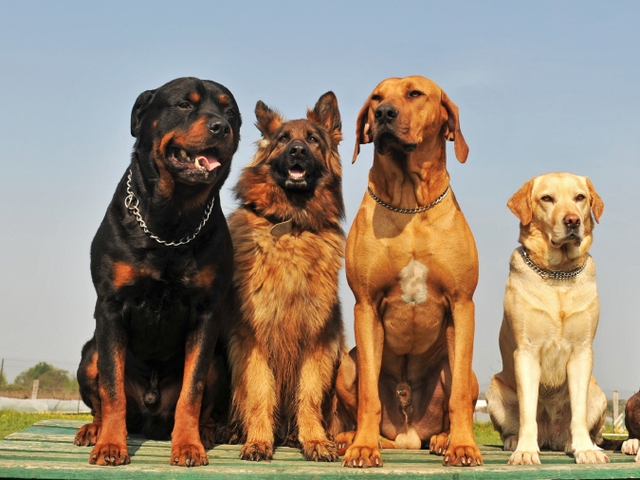 Крупные породы собак в Питкяранте | ЗооТом портал о животных